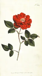 Altijd bloeiende roos (Rosa Semperflorens), plaat 284 uit William Curtis The Botanical Magazine (of Flower Garden Displayed), pub. 1794